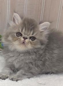 Blue Boy Ozark Missouri - Persian Kitten For Sale - Wichita&comma; KS&comma; US