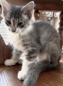 Fluffy - Maine Coon Kitten For Sale - GA&comma; US