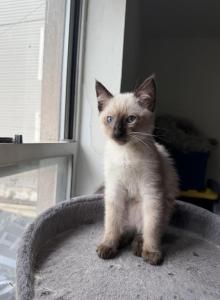 Jas - Domestic Kitten For Sale - Queens&comma; NY&comma; US