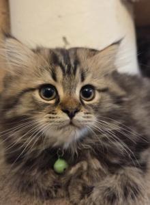 Rudy - Ragdoll Kitten For Sale - Hackettstown&comma; NJ&comma; US