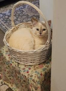 Tortie Ragdoll Kitten - Ragdoll Kitten For Sale - TX&comma; US