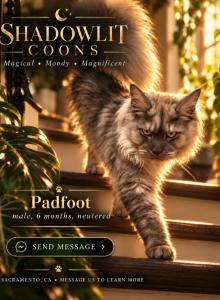 Harry Potter litter - Maine Coon Kitten For Sale - Sacramento&comma; CA&comma; US