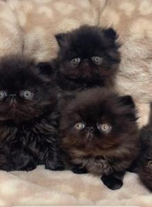 Beautiful Persian Kittens - Persian Kitten For Sale - Fort Lauderdale&comma; FL&comma; US