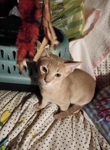 Tickle Me Fawn - Abyssinian Kitten For Sale - Plymouth&comma; WI&comma; US