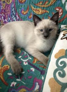 Leo - Siamese Kitten For Sale - Staten Island&comma; NY&comma; US