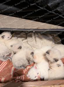 Lovely Litter of Angels - Ragdoll Kitten For Sale - Madison&comma; TN&comma; US