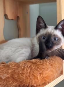 Bring this gorgeous girl home this weekend - Siamese Kitten For Sale - Center Moriches&comma; NY&comma; US