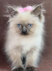 Ragdoll - Ragdoll Kitten For Sale - Barberton&comma; OH&comma; US