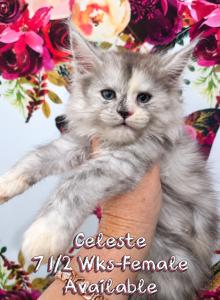 Celeste The Heavenly Litter - Maine Coon Kitten For Sale - Kingman&comma; AZ&comma; US
