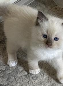 Woody - Ragdoll Kitten For Sale - Denver, PA, US Woody - Ragdoll Kitten For Sale - Denver, PA, US