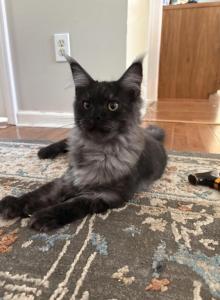 Bud Askins Black Smoke - Maine Coon Kitten For Sale - Villa Rica&comma; GA&comma; US