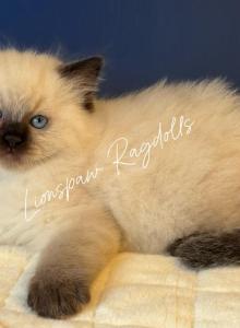 Seal Point Female - Ragdoll Kitten For Sale - Hastings&comma; PA&comma; US