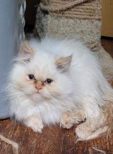 Blaze - Himalayan Kitten For Sale - IL&comma; US