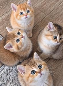 Litter S - British Shorthair Kitten For Sale - Algonquin&comma; IL&comma; US