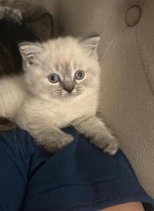 White Scottish Fold - Scottish Fold Kitten For Sale - Antioch&comma; CA&comma; US