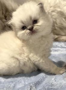 Priscillas litter - Himalayan Kitten For Sale - Reidsville&comma; NC&comma; US