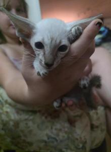 TsuTi - Siamese Kitten For Sale - Mount Holly&comma; NC&comma; US