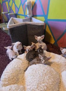 TsuTi - Oriental Kitten For Sale - Mount Holly, NC, US TsuTi - Oriental Kitten For Sale - Mount Holly, NC, US