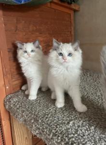 Stunning Ragdoll Kittens - Ragdoll Kitten For Sale - American Canyon&comma; CA&comma; US