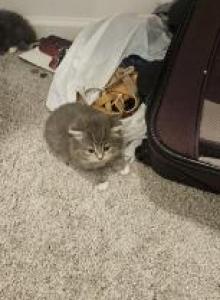 Gray British shorthair babies - British Shorthair Kitten For Sale - Canton&comma; GA&comma; US