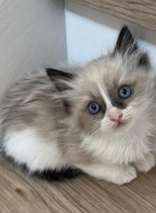 Blue Mink Bicolor Ragdoll female - Ragdoll Kitten For Sale - Vancouver&comma; WA&comma; US