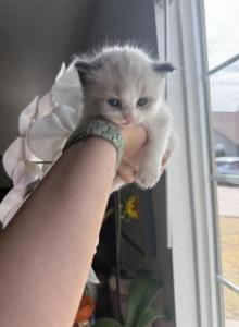 Simba - Ragdoll Kitten For Sale - Sacramento&comma; CA&comma; US