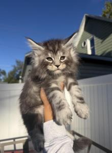 Dark Green collar - Maine Coon Kitten For Sale - La Porte&comma; IN&comma; US