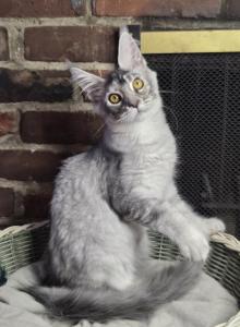 SIA - Maine Coon Kitten For Sale - Lake Balboa&comma; CA&comma; US