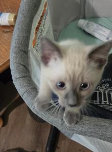 Gorgeous Blue point Females Ready Now - Siamese Kitten For Sale - Centerville&comma; IN&comma; US