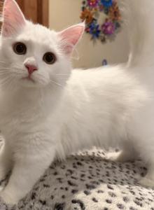 Dumpling of FirCountry Siberians - Siberian Kitten For Sale - Castle Rock&comma; WA&comma; US
