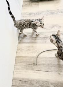 CaliforniaBengals - Bengal Kitten For Sale - Corning&comma; CA&comma; US
