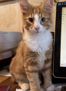 Cheeto - Norwegian Forest Kitten For Sale - Arpin&comma; WI&comma; US