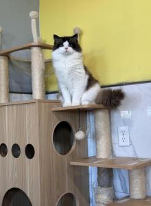 Coco Brownie - Ragdoll Cat For Sale - Springfield&comma; MO&comma; US
