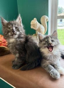 The Boudicca Bunch - Maine Coon Kitten For Sale - Winter Haven&comma; FL&comma; US
