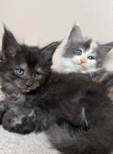 Female Black Smoke Maine Coon - Maine Coon Kitten For Sale - Bethlehem&comma; PA&comma; US