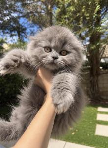 Stormy - Scottish Fold Kitten For Sale - Aliso Viejo&comma; CA&comma; US