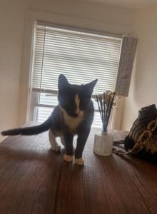 Mixed Kitten - American Shorthair Kitten For Sale - NJ&comma; US
