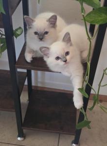 Cute Ragdoll Kittens - Ragdoll Kitten For Sale - Hesperia&comma; CA&comma; US