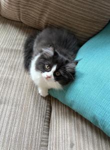 Black and White Female Perdoll with Stockings - Persian Kitten For Sale - McKinney&comma; TX&comma; US