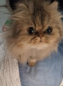 Leo - Persian Kitten For Adoption - Friendswood&comma; TX&comma; US