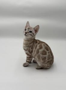 Trixie - Bengal Kitten For Sale - ME&comma; US