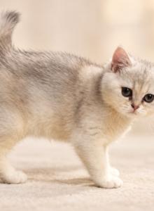 Chai - British Shorthair Kitten For Sale - Gainesville&comma; GA&comma; US