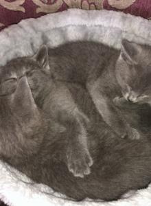 Russian Blue Kittens - Russian Blue Kitten For Sale - Ashburn&comma; VA&comma; US