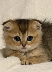 Coco - Scottish Fold Kitten For Sale - Woodstock&comma; GA&comma; US
