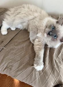 Blue Mitted Ragdoll Kitten - Ragdoll Kitten For Sale - Laurel&comma; MD&comma; US
