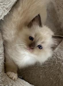 Woody - Ragdoll Kitten For Sale - Denver&comma; PA&comma; US