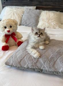 PRINCE - Persian Kitten For Sale - Sand Lake&comma; FL&comma; US