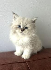 MEA - Siberian Kitten For Sale - Bonita Springs, FL, US MEA - Siberian Kitten For Sale - Bonita Springs, FL, US