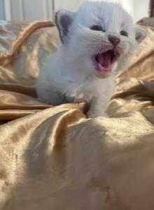 Christmas - Siberian Kitten For Sale - Cumming, GA, US Christmas - Siberian Kitten For Sale - Cumming, GA, US