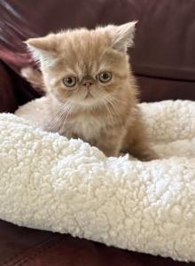Rudy - Exotic Kitten For Sale - Hermitage, PA, US Rudy - Exotic Kitten For Sale - Hermitage, PA, US